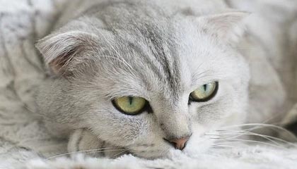 开云App：开启智能生活新体验